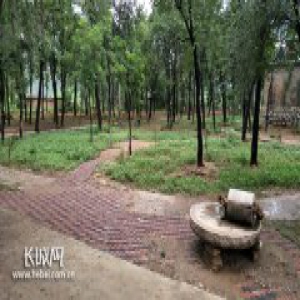 行唐西城仔：红薯红谷红薯茶 农业升级助脱贫