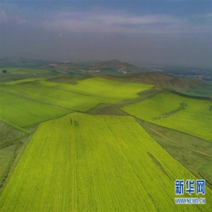 塞北夏日好风光