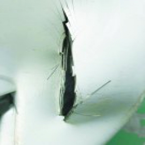 深夜驾车回家撞上野猪 车被撞个大口子