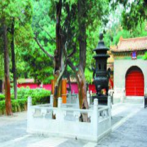 “最美古树”决出32强 市民将选北京“最美十大树王”