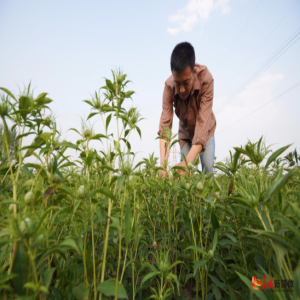 河北内丘：中药材产业助力富民增收