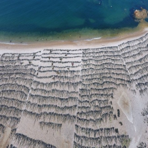 【我爱这片蓝色的国土】渤海深处探仙岛!听长岛渔民讲“海带致富经”
