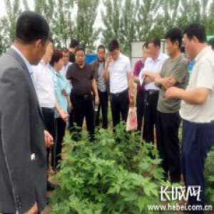 【党旗飘扬】临西县“智慧党建+”服务党员群众学习致富本领