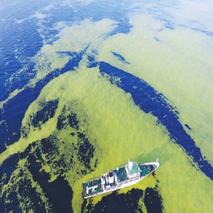 浒苔来袭 黄渤海分布面积超5万平方公里
