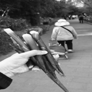 紫竹院春笋遭“馋嘴客”盗挖