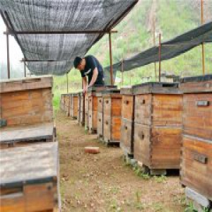 滦县：“甜蜜事业”助农增收