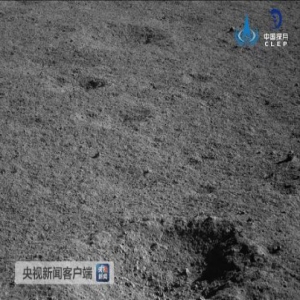 那只“兔子”又睡醒了！