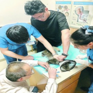 动物保护组织连夜救援 蓝狐宝宝终于有“家”了