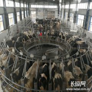 智能奶牛场开启河北奶业新时代