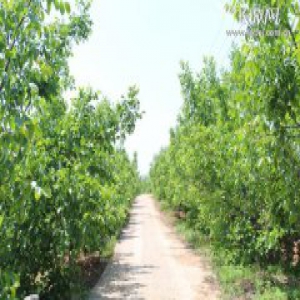 磁县：苏丙忠：“核桃王”的乡村振兴梦