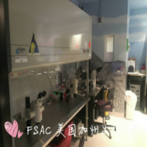 FSAC：如何养好卵子，提高美国试管婴儿成功率？