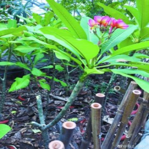 植物园呼吁文明游园：游客生掰枝条 鸡蛋花惨遭摧折