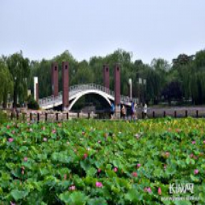 30余个品种12万株花 石家庄植物园打造赏荷胜地邀“藕遇”