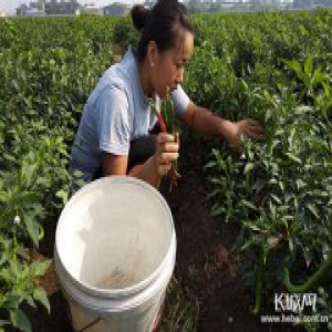 任县：“南椒北移”拓宽乡村振兴路