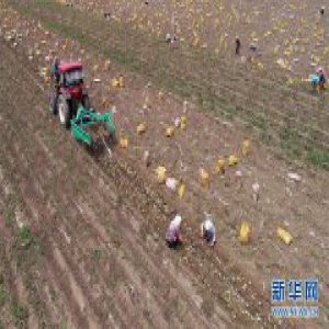 河北滦南：“一村一品”助推农业产业化发展