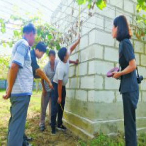 葡萄大棚盖在了父母坟墓上 女儿诉请被告恢复原状