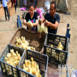 廊坊市安次区：扶贫助困解难题