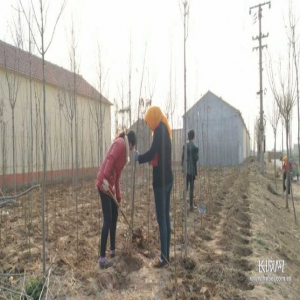 盐山县利用荒废地发展苗木产业的调查