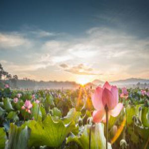 芙蓉不及美人妆 河北夏季赏荷胜地大盘点