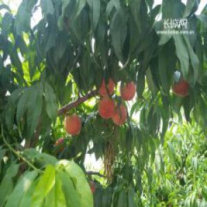 深州鲜桃搭上电商“快车” 果农收入翻番