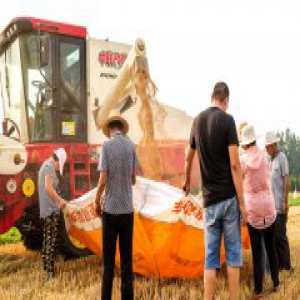 河北保定：端午时节收麦忙