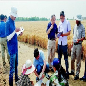 亩产828.7公斤!山东刷新全国冬小麦小面积高产攻关纪录