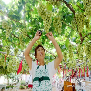 昌黎：“美丽”铺出致富路