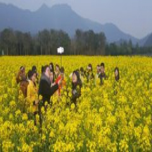 武夷山九曲上游古茶村黄村油菜花海引游客观赏