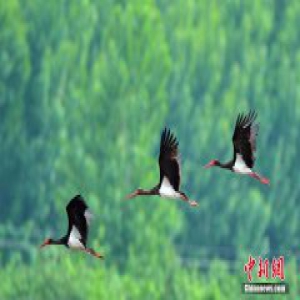 黑鹳现身河北石家庄 为世界濒危珍禽