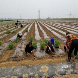 【一线写真】邢台隆尧：新型经营主体增多 妇女守家在地致富