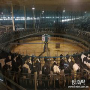 “奶娃”变身记从收奶到加工2小时 河北这家乳企做到了