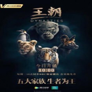BBC纪录片《王朝》腾讯视频独家开播 更近距离展示动物社会另一面