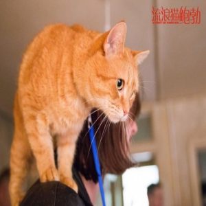 电影《流浪猫鲍勃》曝光告白宣言海报 开启口碑热潮