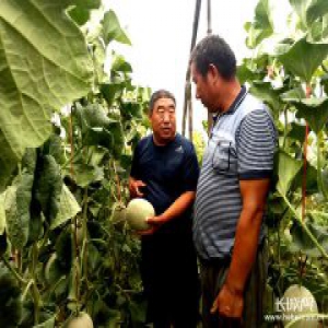 衡水饶阳：订单农业让群众吃了定心丸!