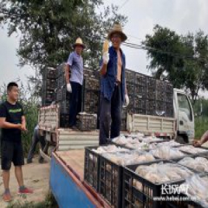 吴桥县科协帮助农民种土豆盐碱地里刨出“金疙瘩”