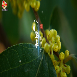 【微视频】中秋月圆人团圆