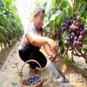 广宗县葡萄风情小镇举办首届采摘节